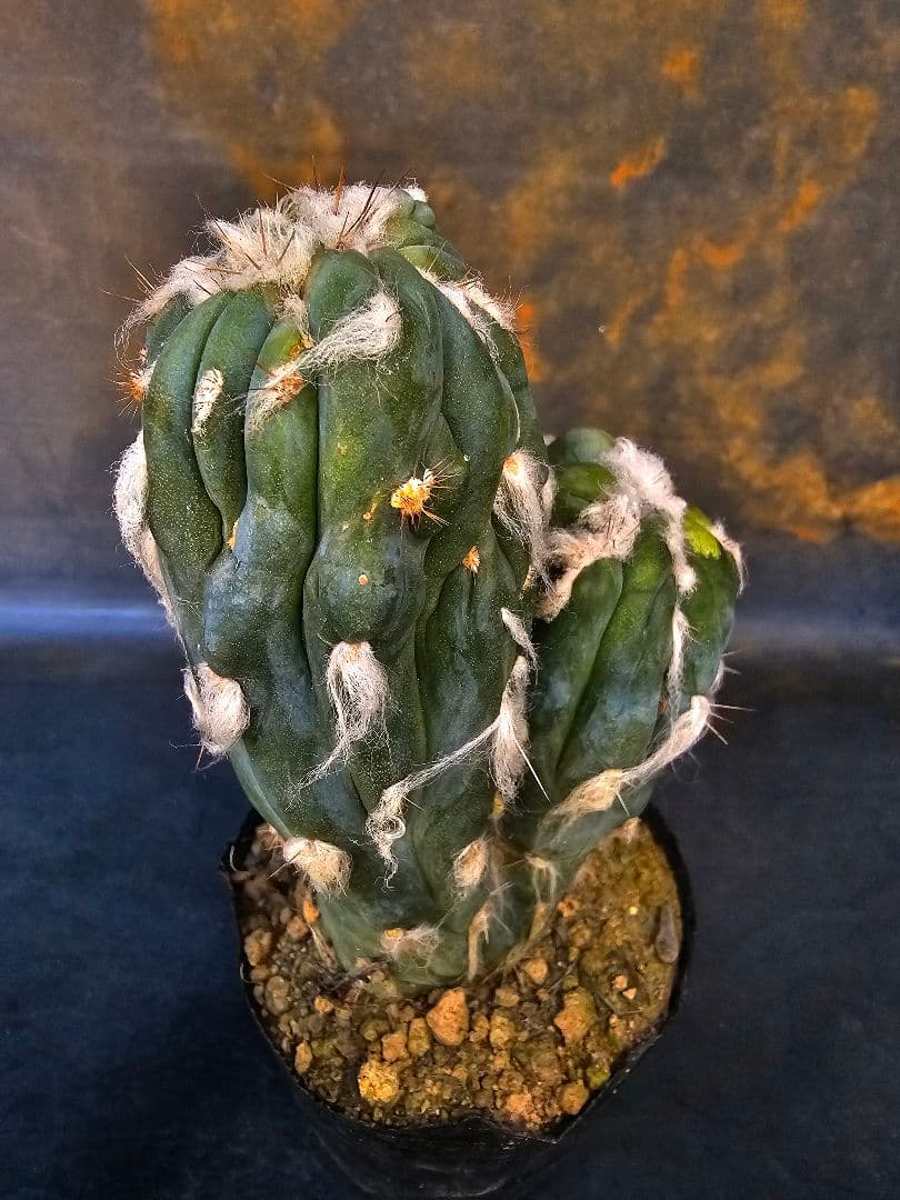 メルカリ便発送☆サボテン ピロソケレウス属 アズレウス モンスト