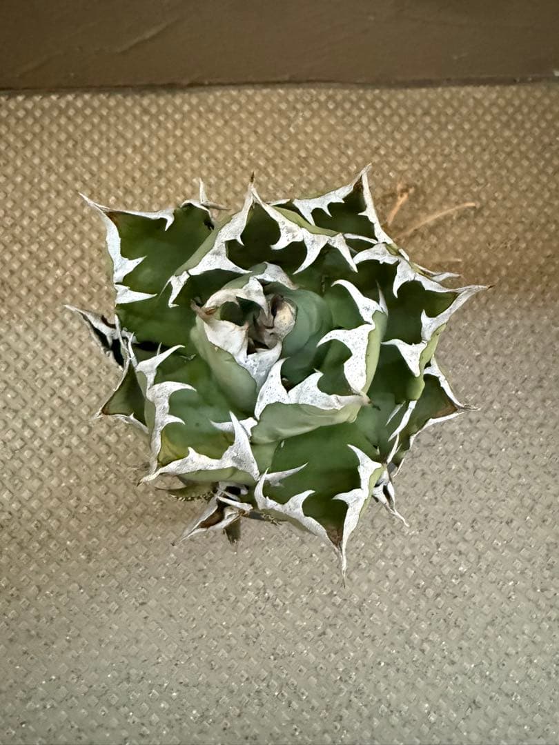 アガベ ナンバーワン