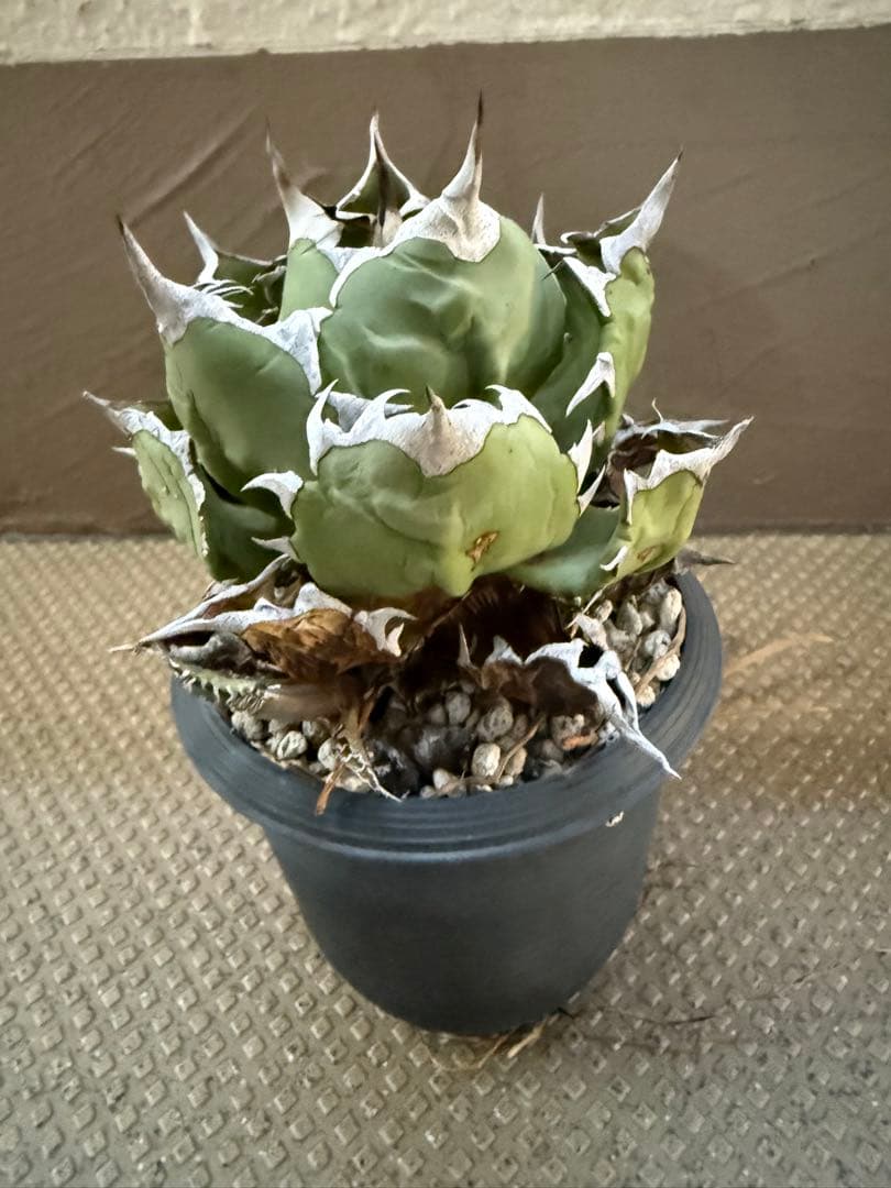 アガベ ナンバーワン