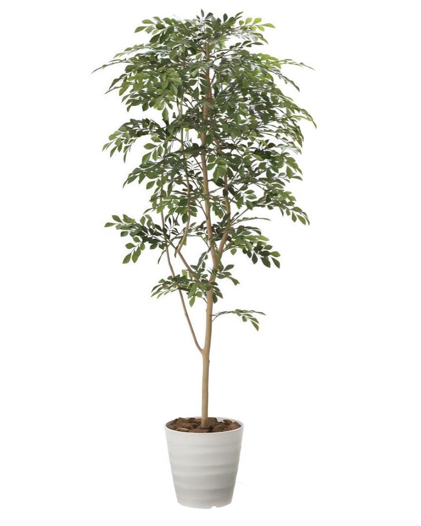 光触媒　人工観葉植物　ウォールグリーン　フェイクグリーン　トネリコ高さ1.8m