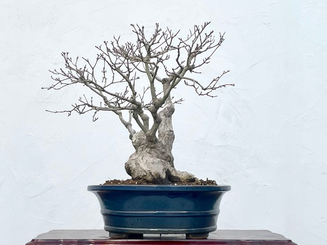 三河盆栽　板屋紅葉　イタヤモミジ　盆栽　極太　変わり木　葉物　希少品種　古木