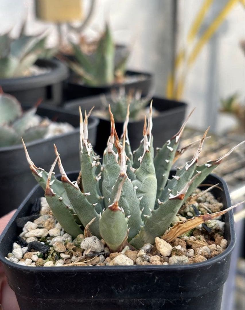 【最終値下げ】アガベ ユタエンシス エボリスピナ現地球からの陽炎 子株