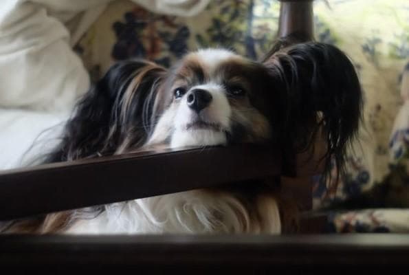 ★人気！美品★JUPITER-8 ジュピター 5cm F2 50mm Lマウント