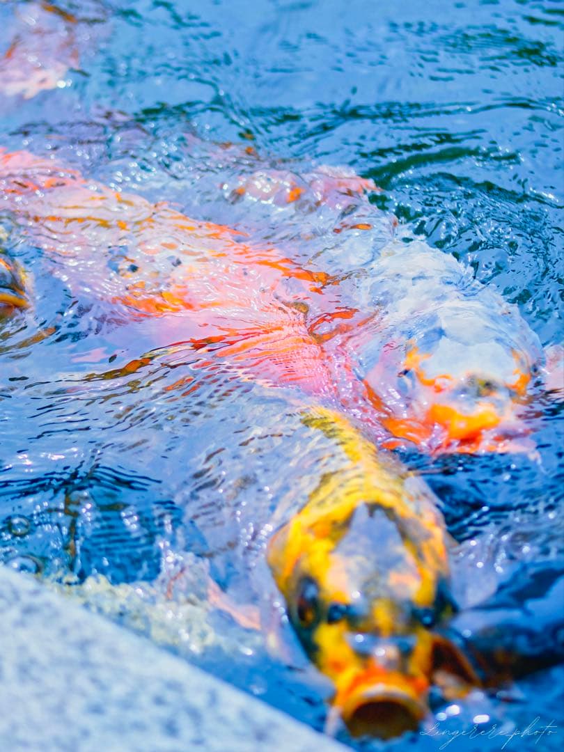 レンズ(単焦点) Viltrox 56mm f1.4 / Tokina atx-m 56mm