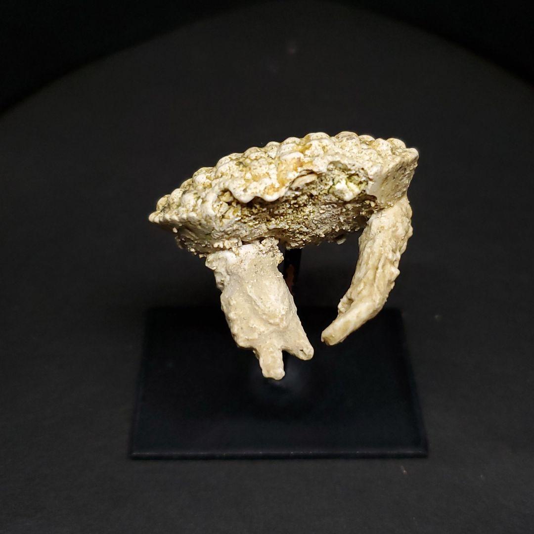 美品 カニ 歯 本物 化石 恐竜 産 38.49mm fcr3