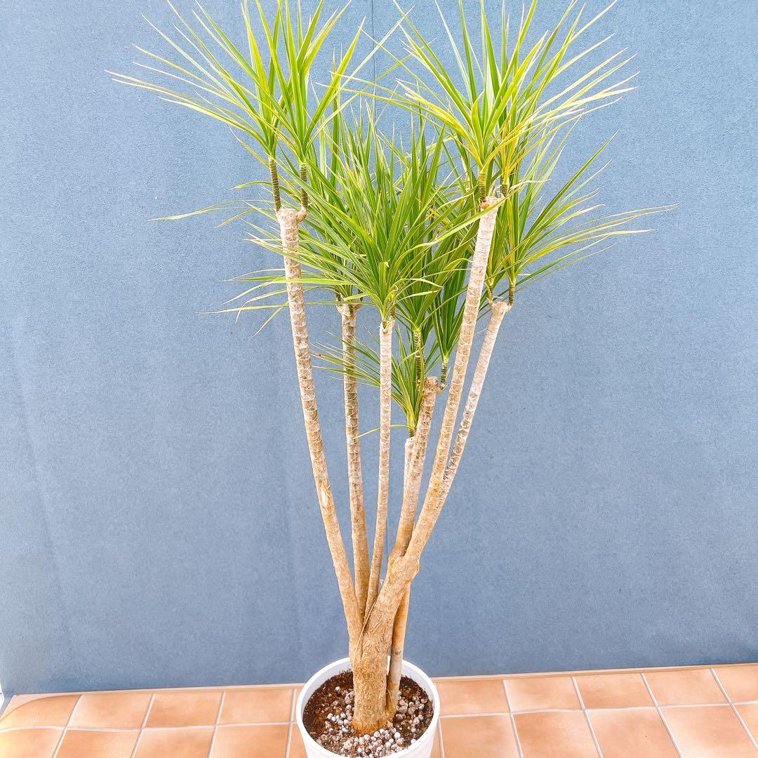 現品　ドラセナ　コンシンネ　ホワイボリー　5番　観葉植物　特大　インテリア　室内