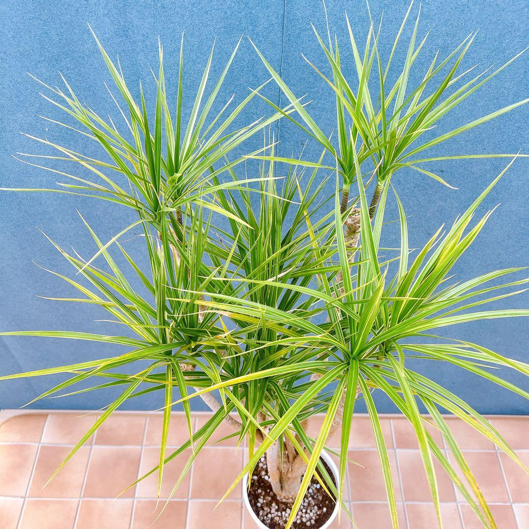 現品　ドラセナ　コンシンネ　ホワイボリー　5番　観葉植物　特大　インテリア　室内