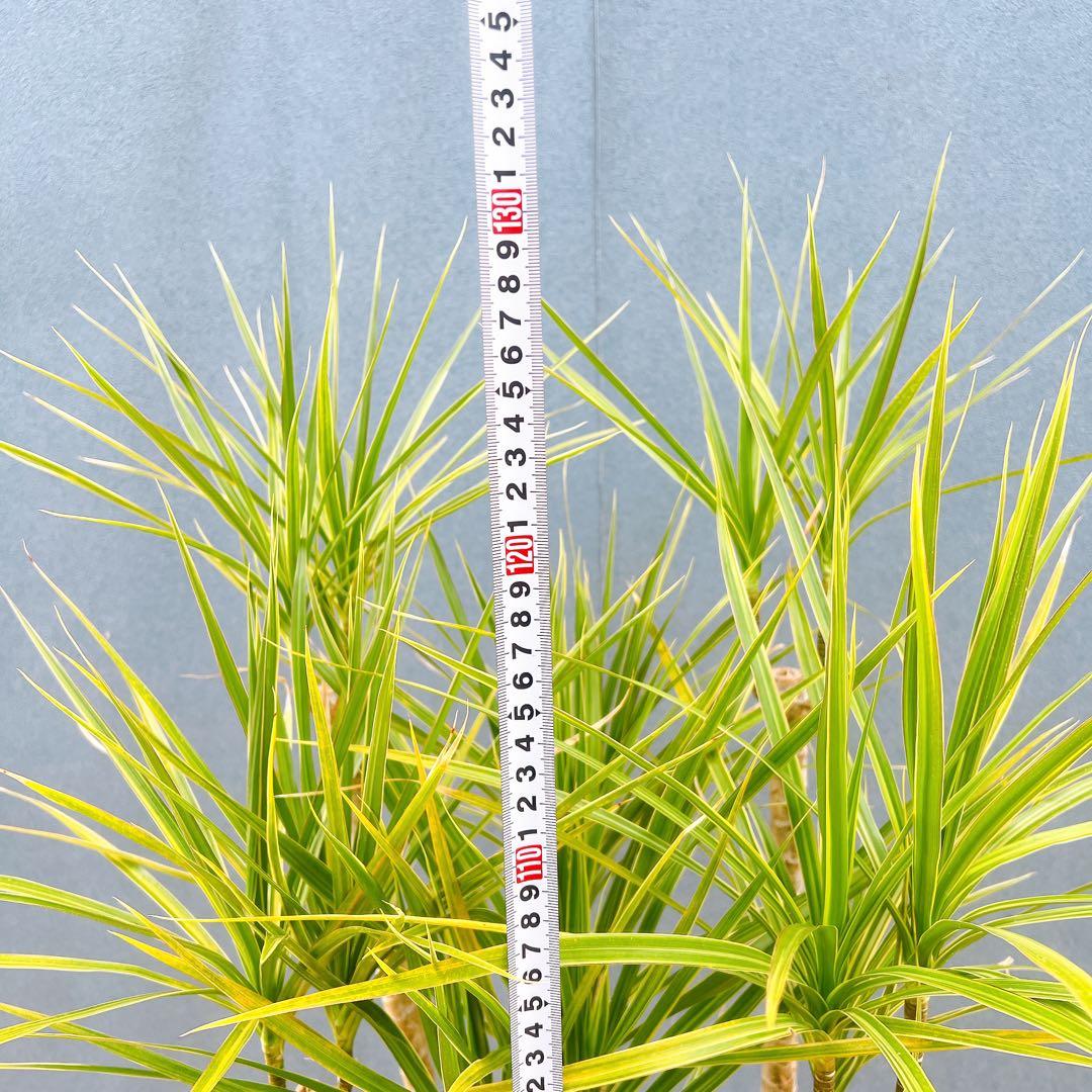現品　ドラセナ　コンシンネ　ホワイボリー　5番　観葉植物　特大　インテリア　室内
