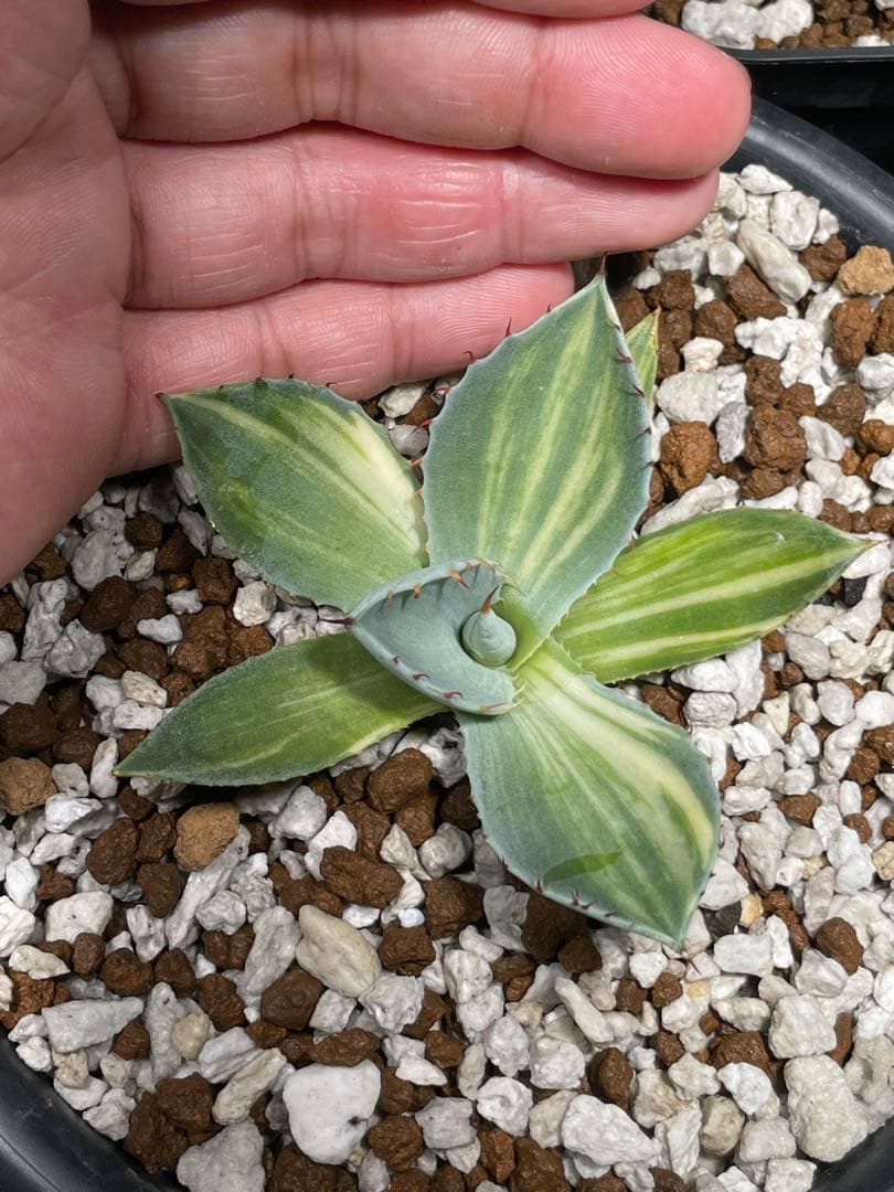 4*e様 週末のみセール 黄縞斑 パリー トランカータ オスプレイ 検) オリザ