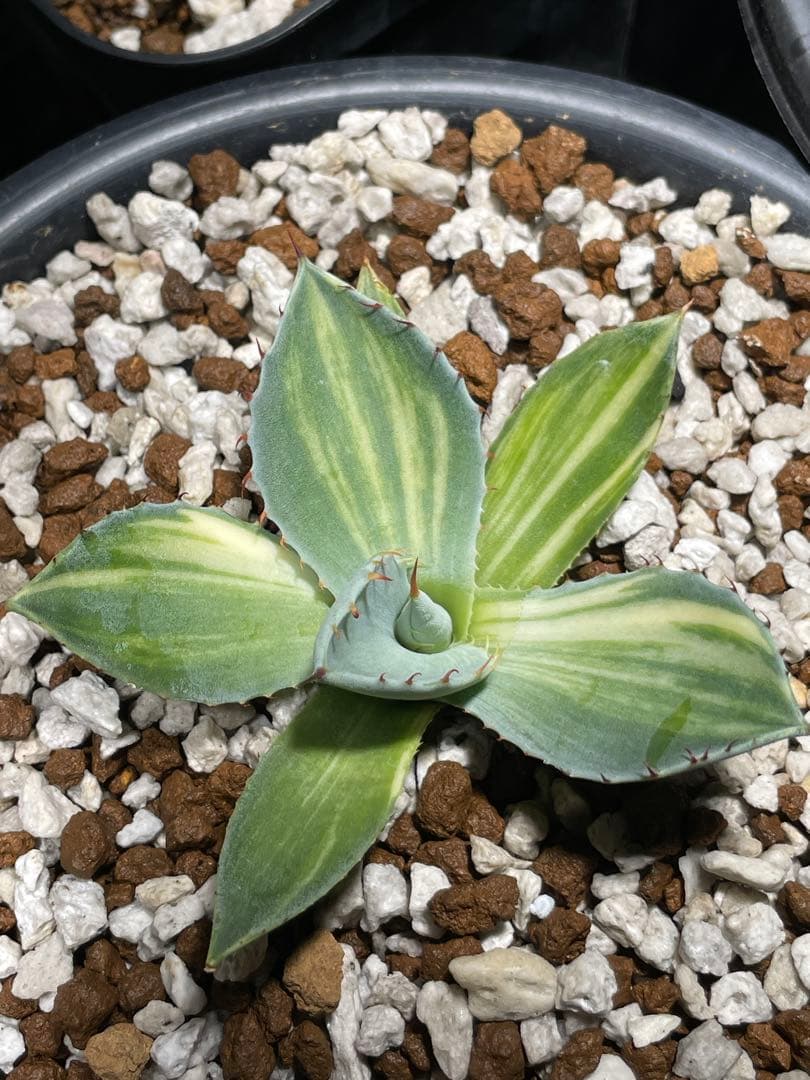 4*e様 週末のみセール 黄縞斑 パリー トランカータ オスプレイ 検) オリザ