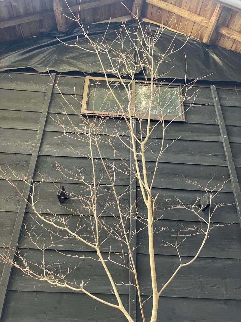 41 山採り　ヤマボウシ