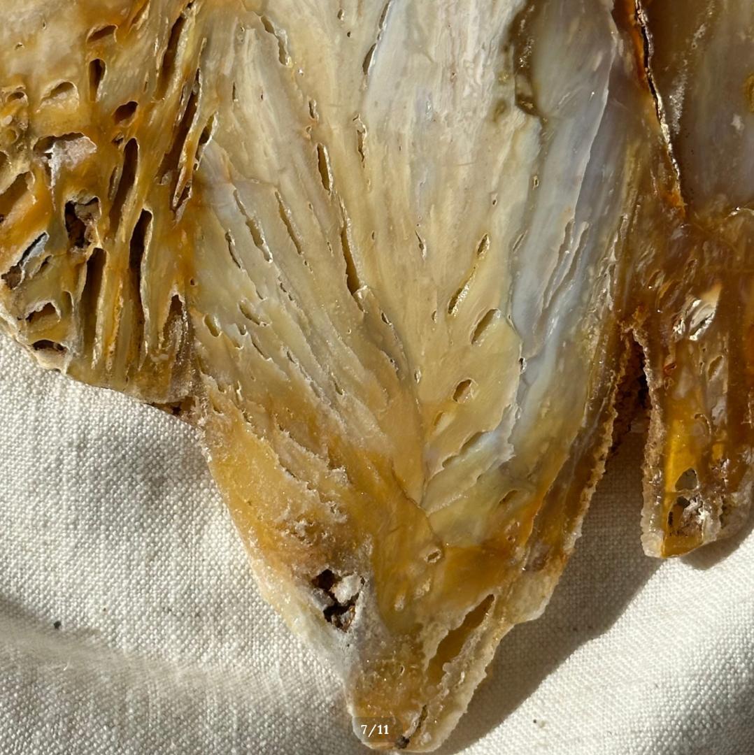 【瑪瑙】アゲート スライス シリカ化 カルセドニー × セレナイト