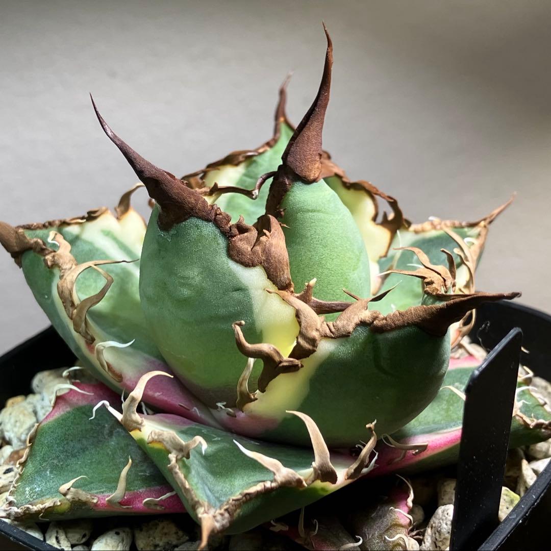 s*i様 【初売りオークション】114 選抜　アガベ　シーザー錦　白覆輪　TC