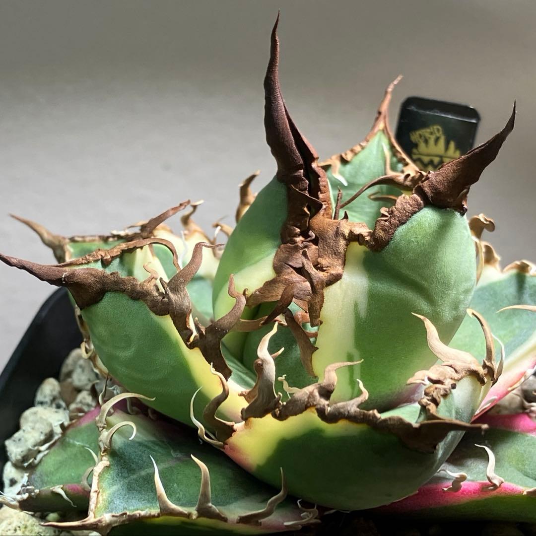 s*i様 【初売りオークション】114 選抜　アガベ　シーザー錦　白覆輪　TC