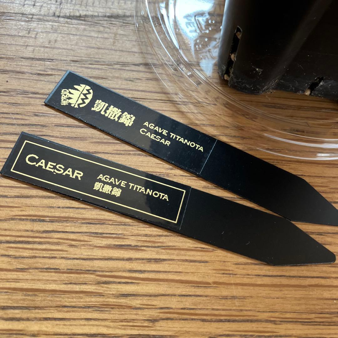 s*i様 【初売りオークション】114 選抜　アガベ　シーザー錦　白覆輪　TC