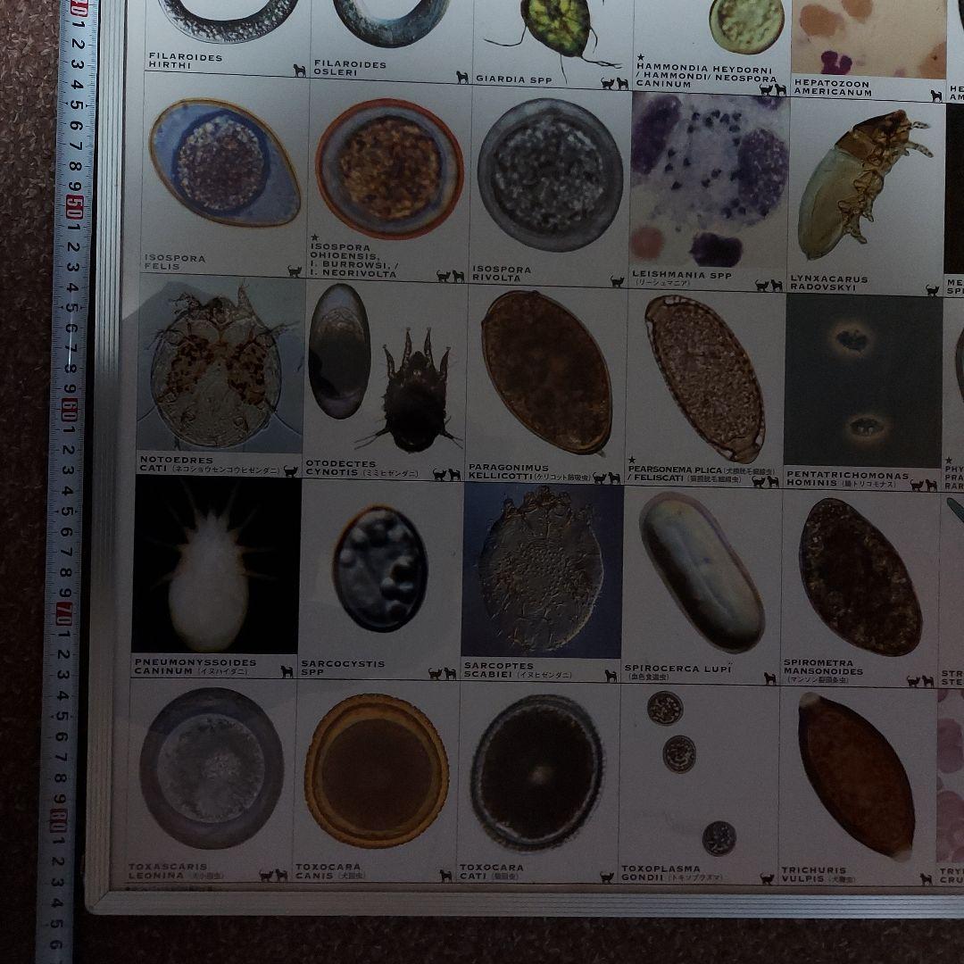 犬と猫の寄生虫図鑑 大パネル