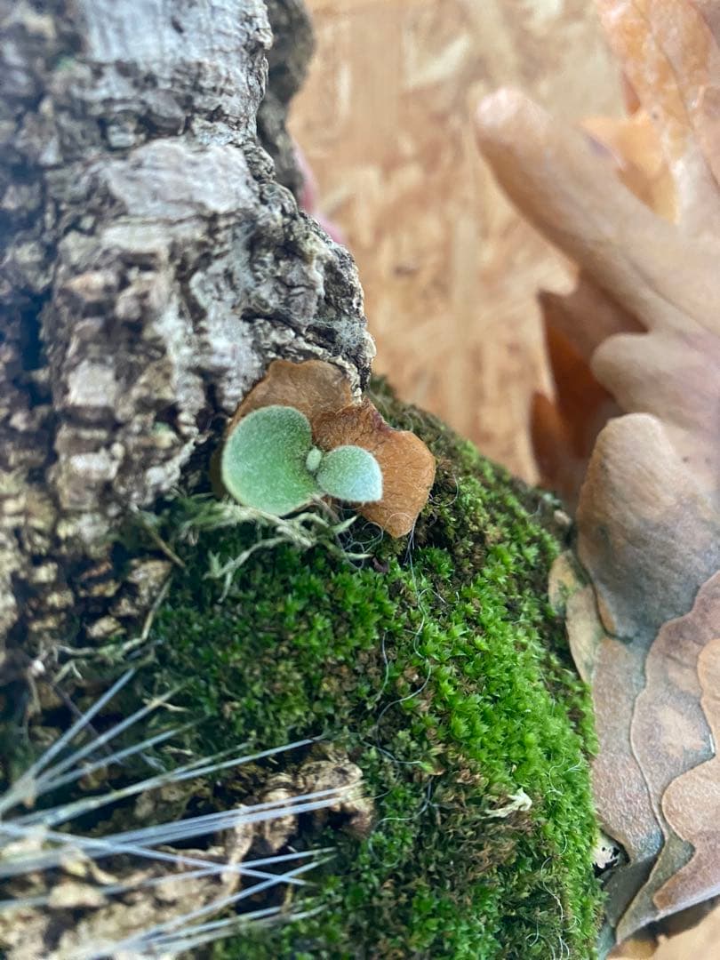 P. willinckii 'Elves エルブス 子株 OC