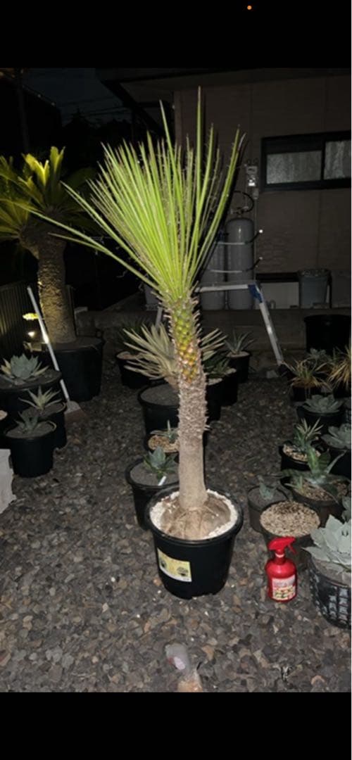 ユッカ　ペリクローサ　希少種