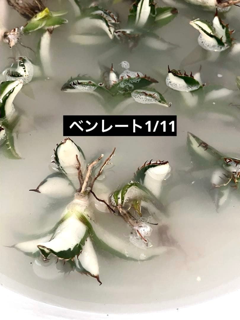 t*4様 【初売りオークション】93 選抜　強棘　アガベ　太陽神錦　白中斑　TC