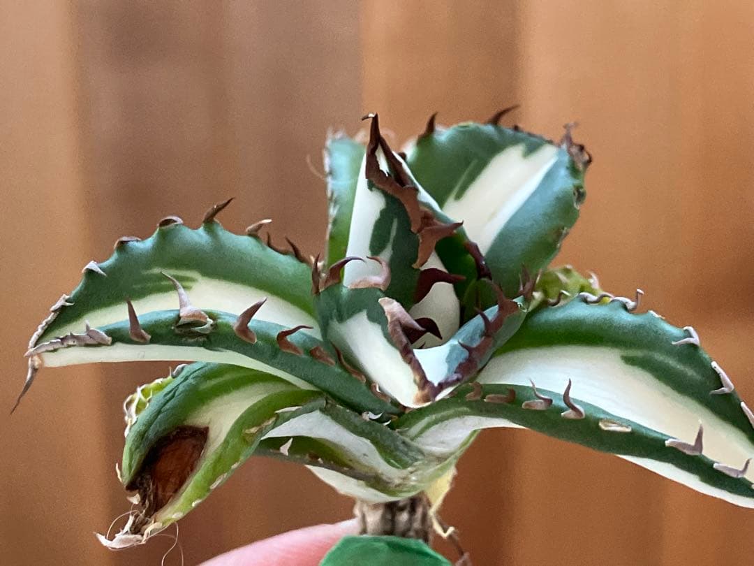 t*4様 【初売りオークション】93 選抜　強棘　アガベ　太陽神錦　白中斑　TC