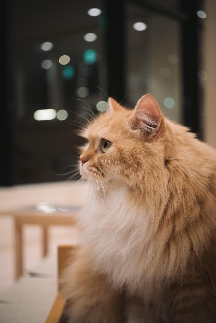 良品！星ボケ希少等倍マクロレンズ！Macro-Takumar 50mm F4