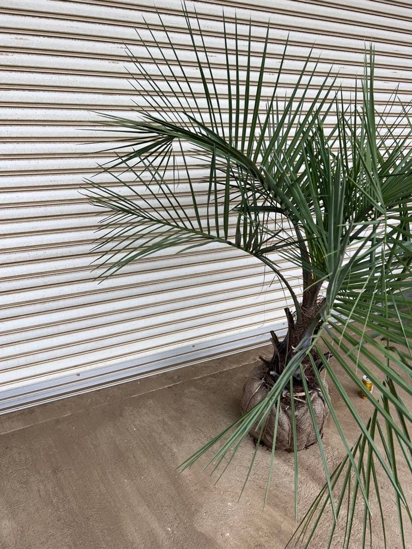 送料込み　ココスヤシ　シルバーリーフ　形状良　庭木　現品