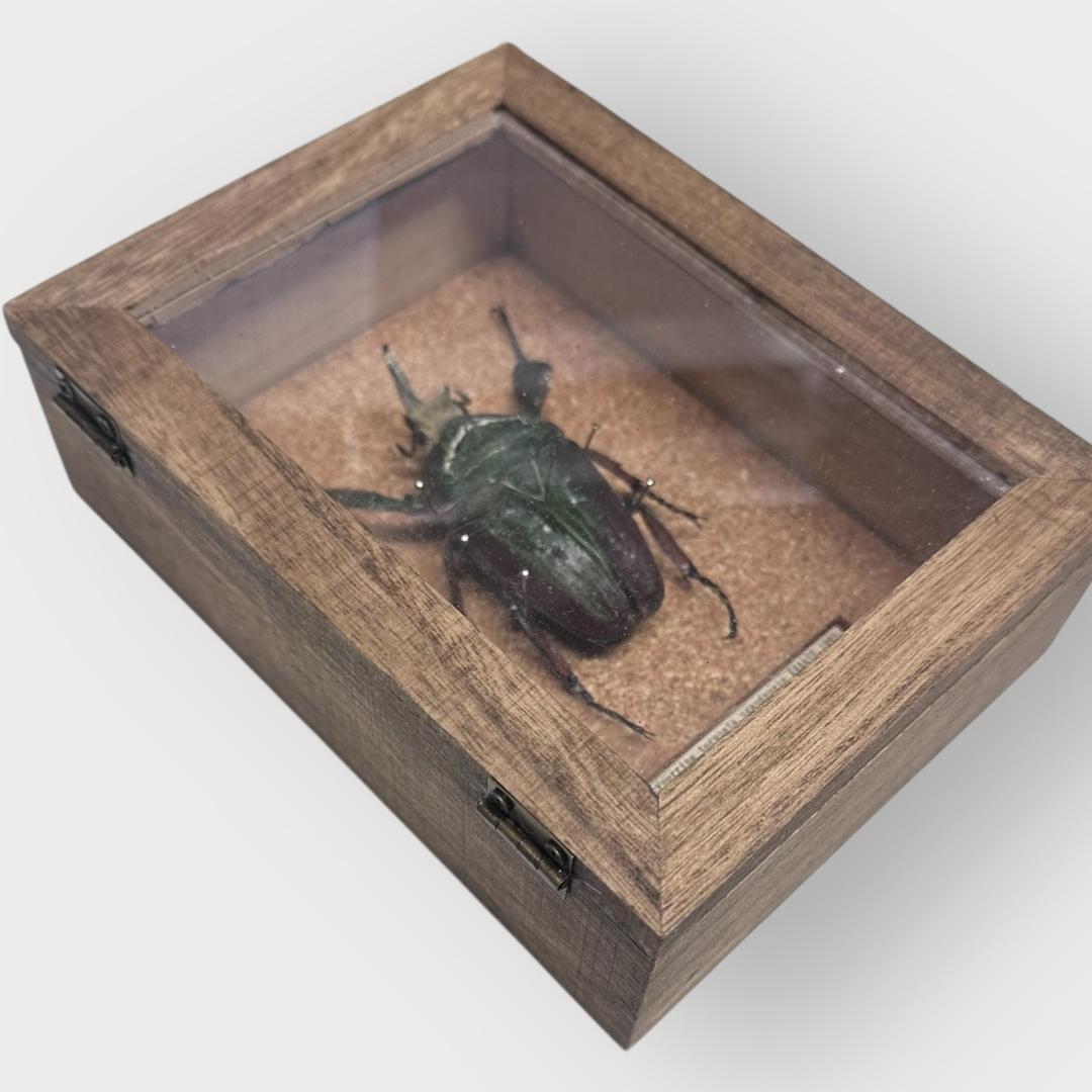 桐箱入り　　クビワオオツノカナブン 雄　オス　標本　　ルワンダ産