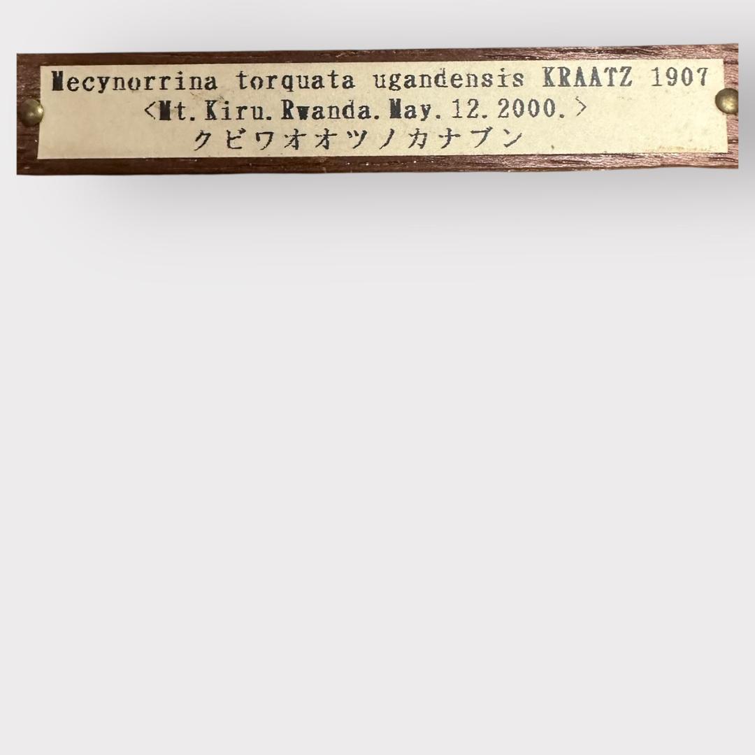桐箱入り　　クビワオオツノカナブン 雄　オス　標本　　ルワンダ産