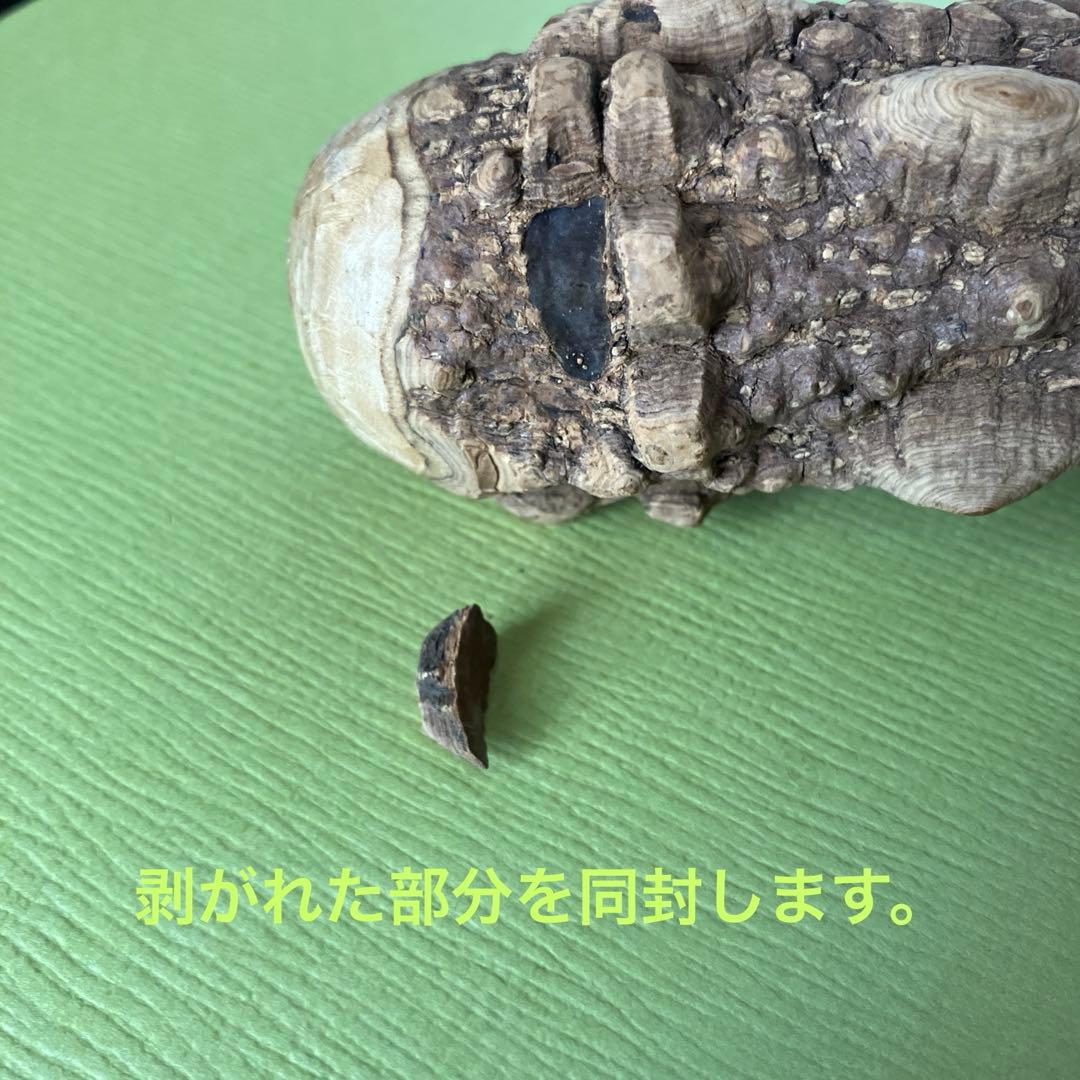 極上品超極太5.0cm 天然本山椒すりこぎ棒　プロ仕様国産山椒の木★長さ50cm