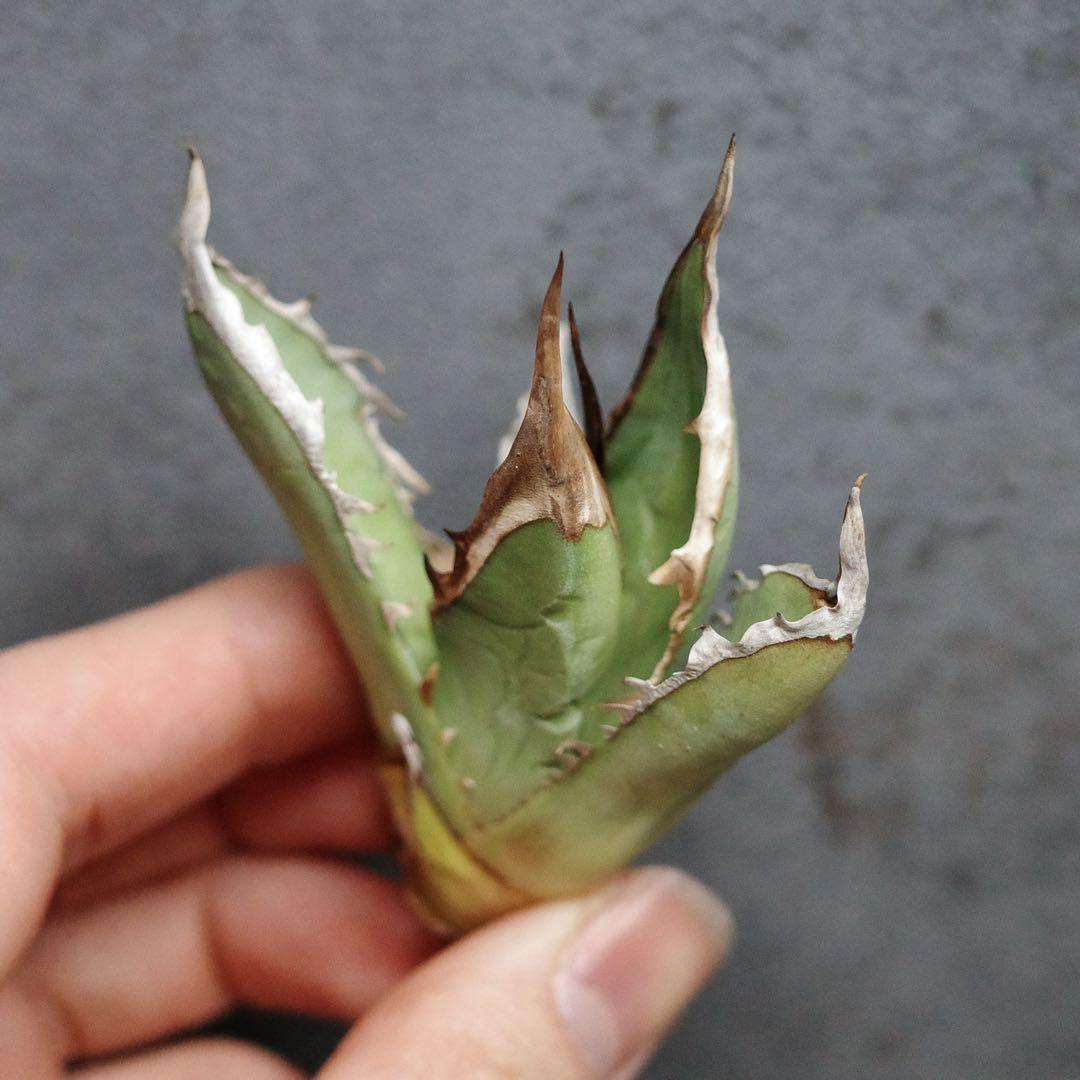 特選！アガベ　チタノタ　オテロイ　オアハカ実生　極上株　ゴリバンド