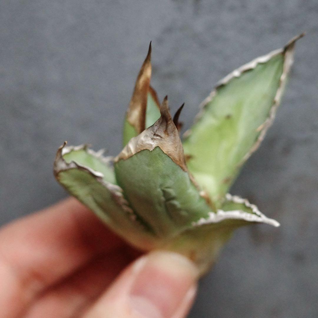 特選！アガベ　チタノタ　オテロイ　オアハカ実生　極上株　ゴリバンド