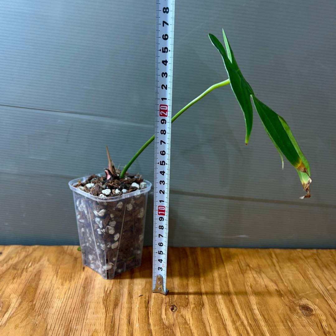 アンスリウム　ペダトラディアツム　レア　原種アンスリウム　②