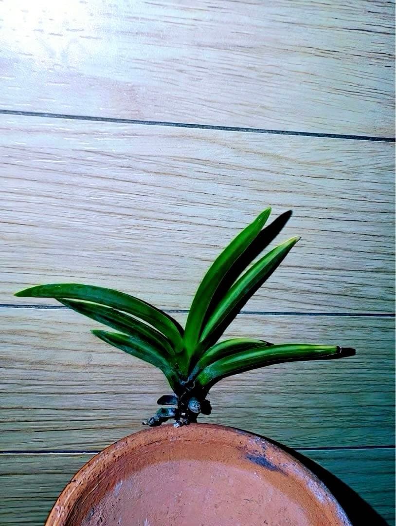 【年末特価品】富貴蘭「金牡丹黄縞」