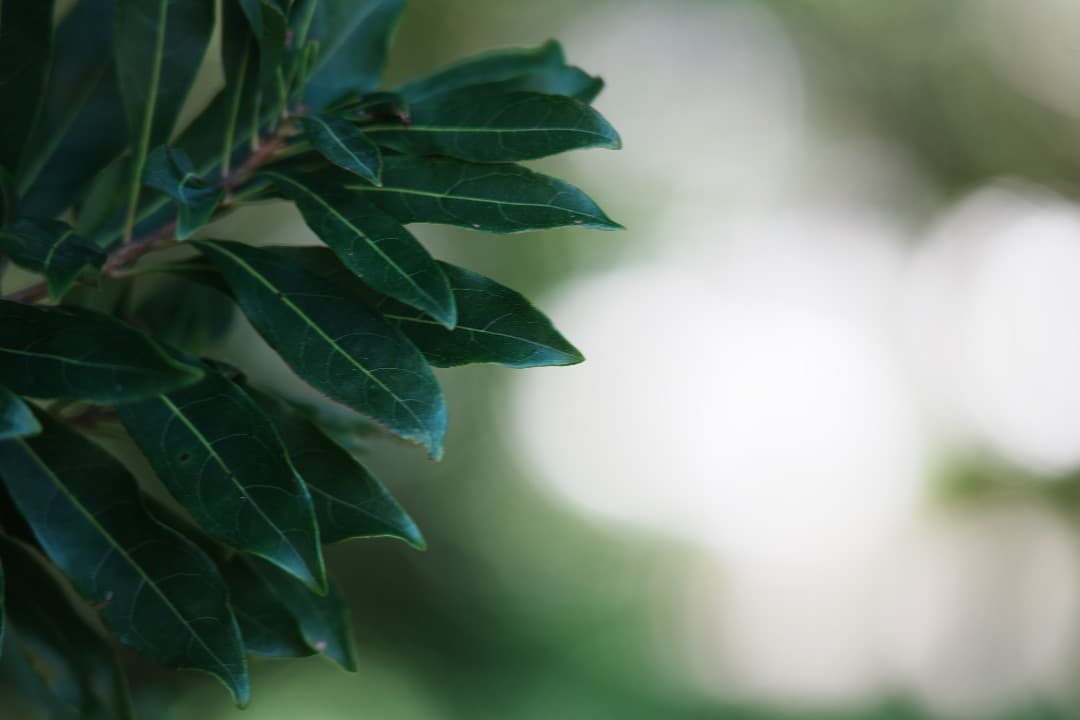 整＆テスト Nikon Ai-s Nikkor 180mm F2.8 ED 53