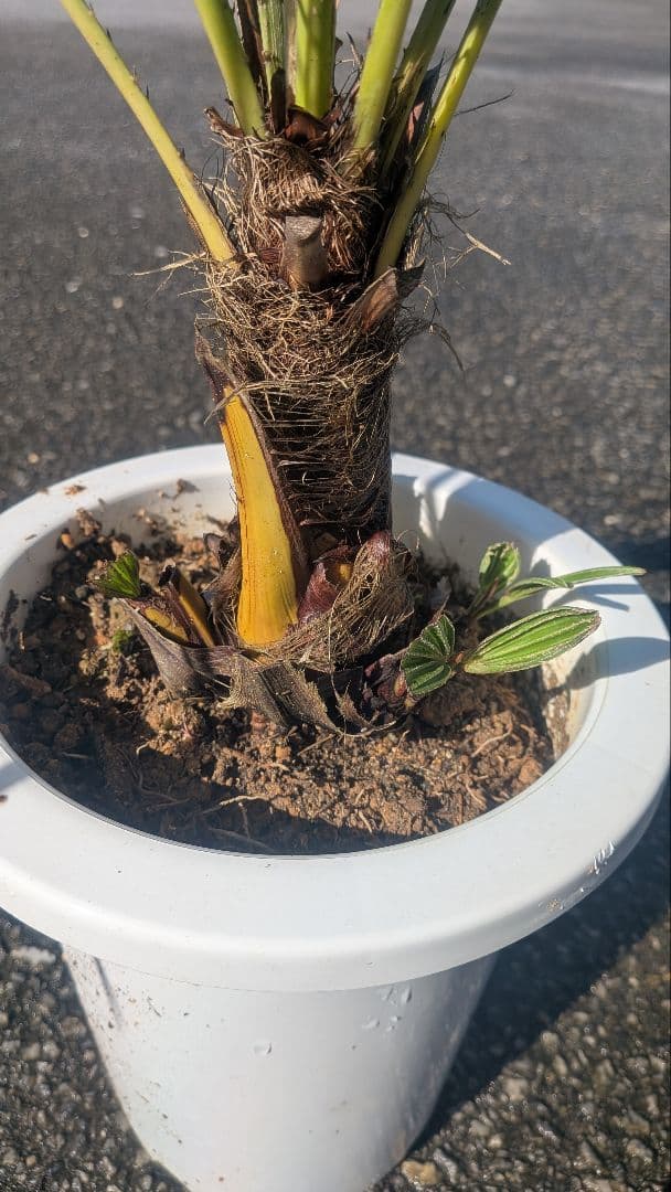 チャメロプス・フミリス・セリフェラ/シルバーリーフ