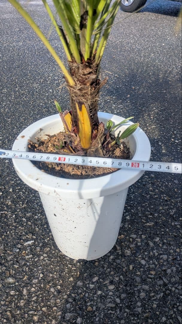 チャメロプス・フミリス・セリフェラ/シルバーリーフ