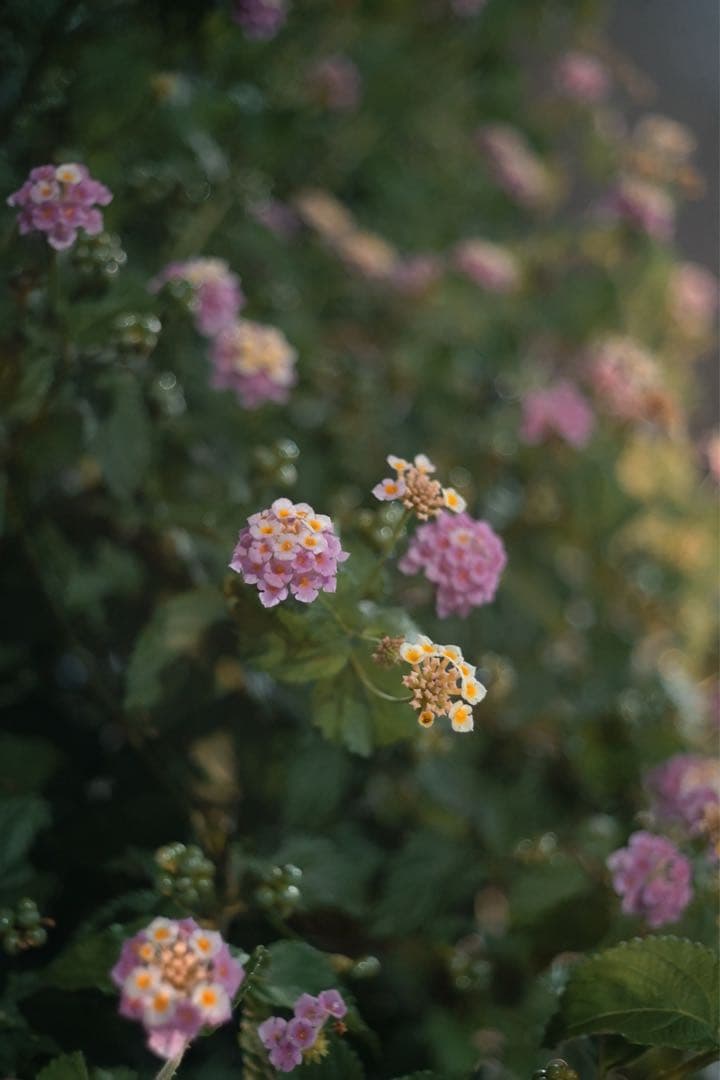 【お得セット】M-ROKKOR 40mmF2