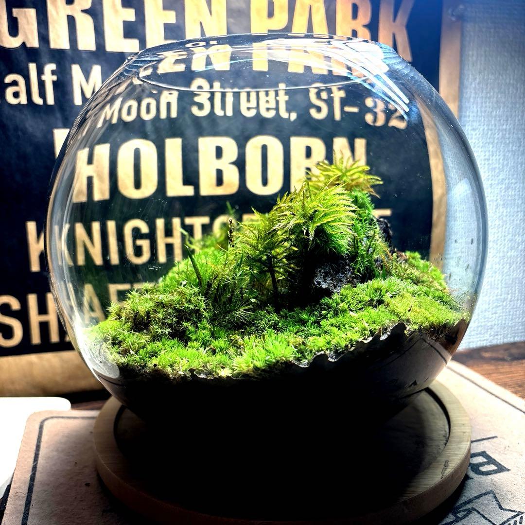 ❣️苔アート❣️溶岩石活着❣️苔リューム❣️一点物❣️完成品❣️送料込み❣️