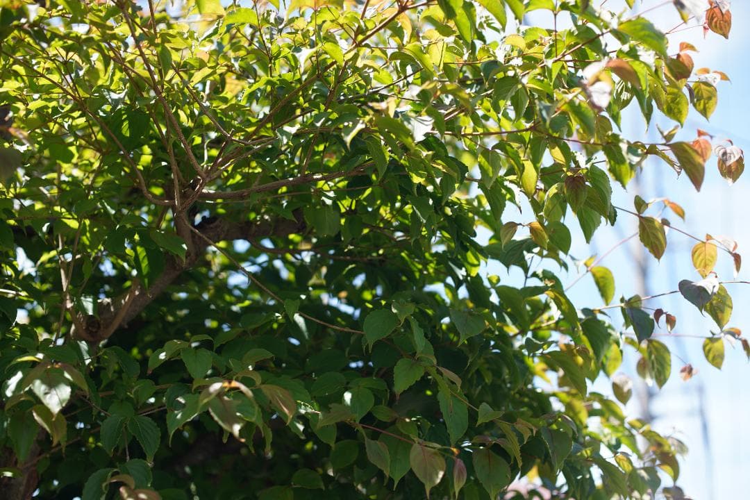 Nikon F2 / NIKKOR-S・C Auto 50mm F1.4