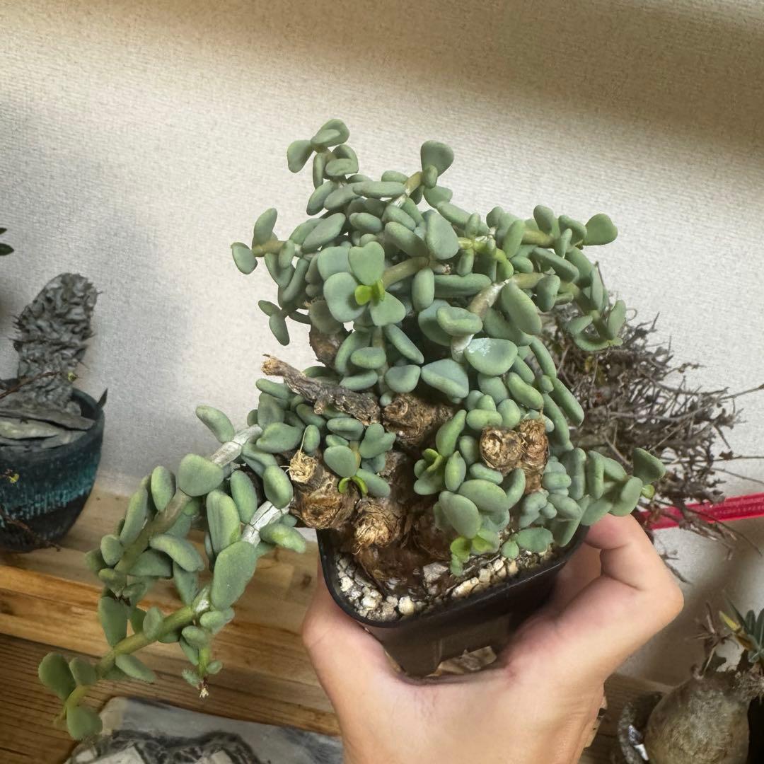 ケラリア ピグマエア 発根済み メス株 現地球Lサイズ 鉢ごと発送