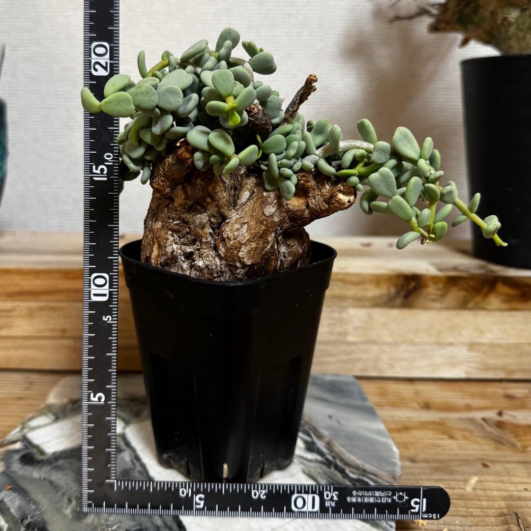 ケラリア ピグマエア 発根済み メス株 現地球Lサイズ 鉢ごと発送