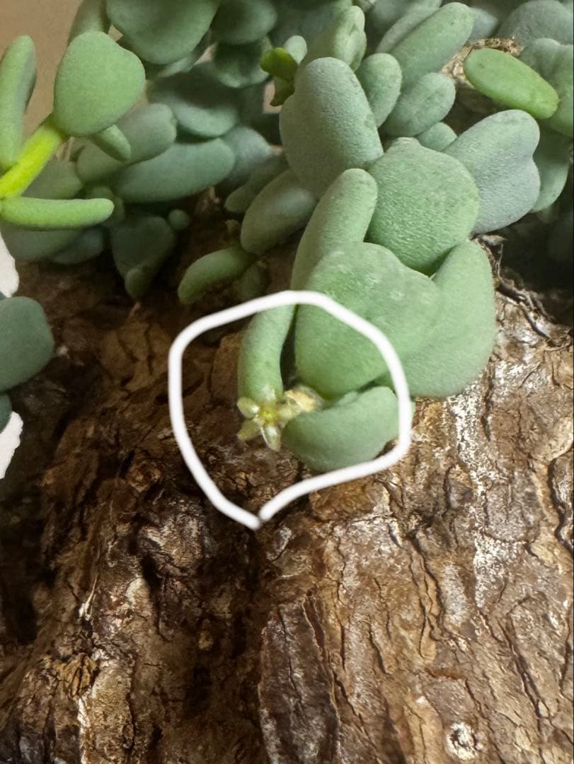 ケラリア ピグマエア 発根済み メス株 現地球Lサイズ 鉢ごと発送