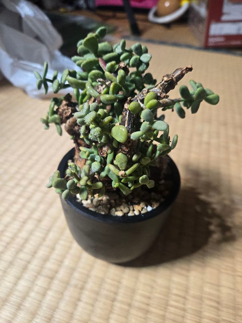 ケラリア ピグマエア 発根済 現地株 現地球 美形 コーデックス 塊根