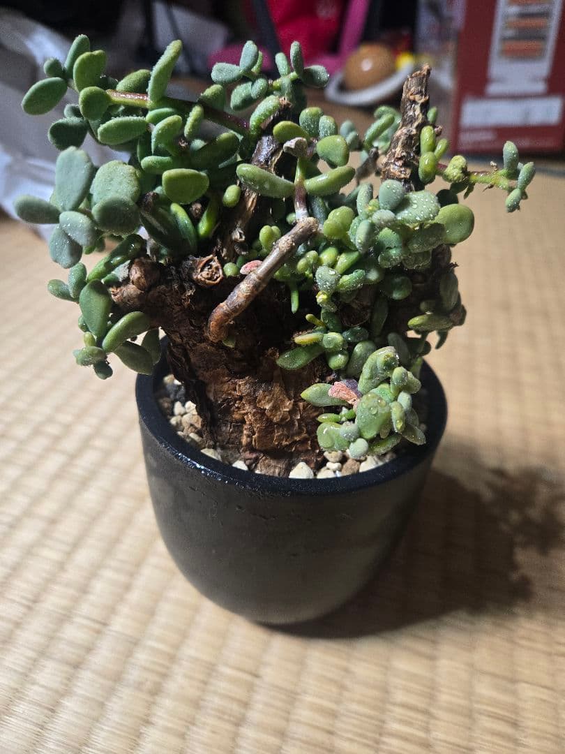 ケラリア ピグマエア 発根済 現地株 現地球 美形 コーデックス 塊根