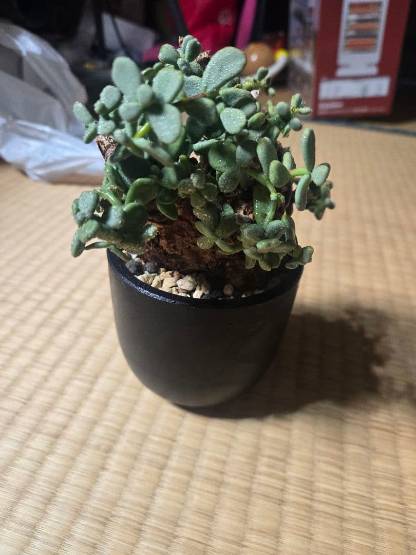 ケラリア ピグマエア 発根済 現地株 現地球 美形 コーデックス 塊根