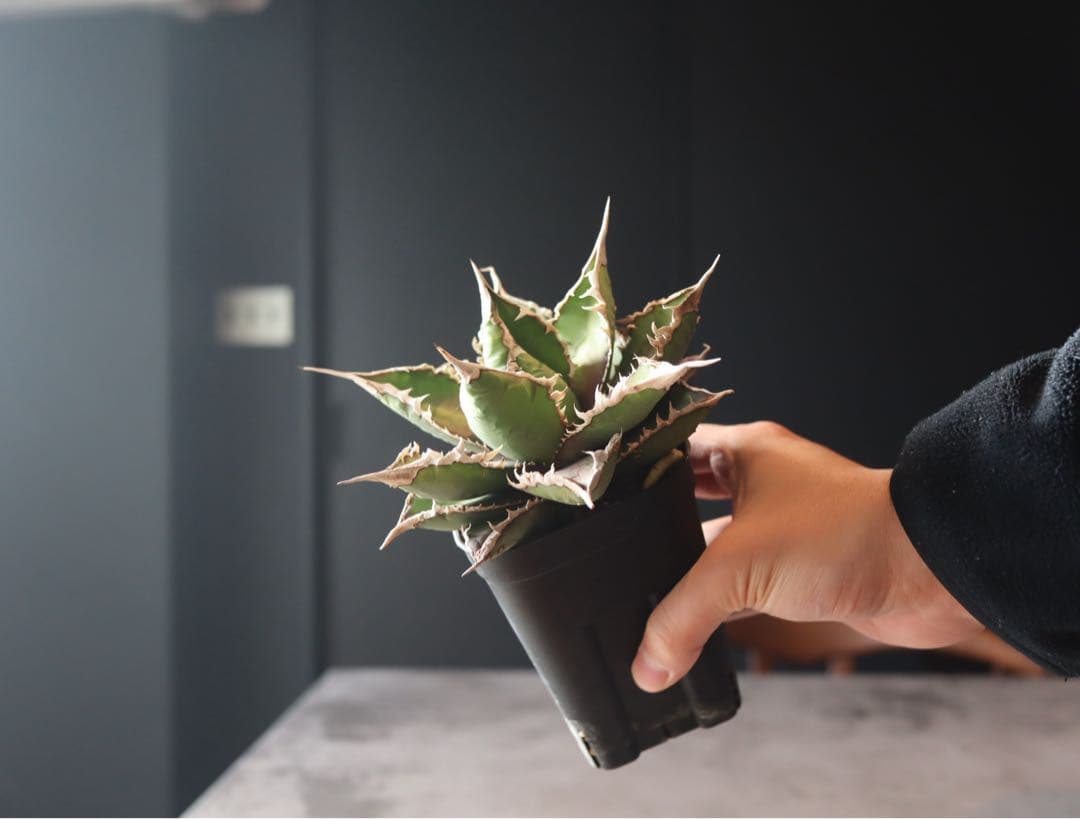 アガベ　チタノタ　セット売り