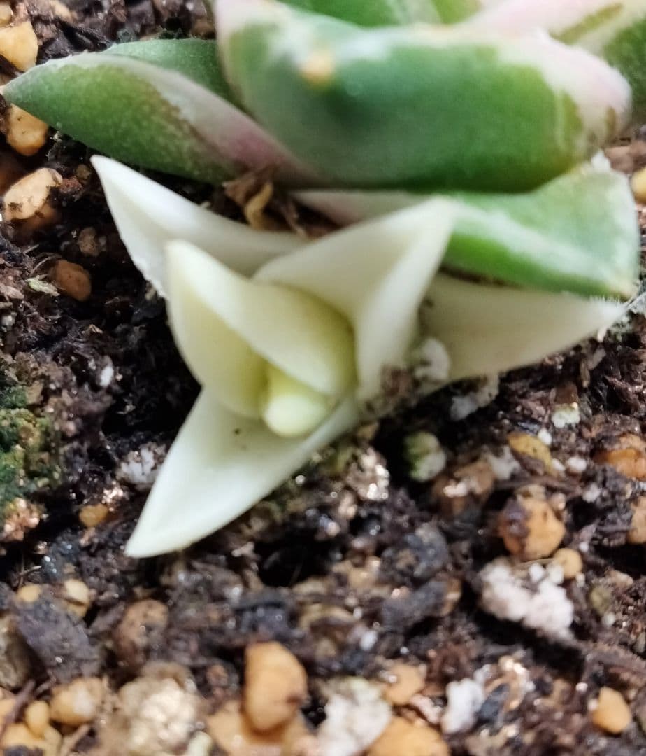 ラスト1株 子株付き 王妃笹の雪 A型 ピンキー 白覆輪斑 鉢ごと発送 美白覆輪