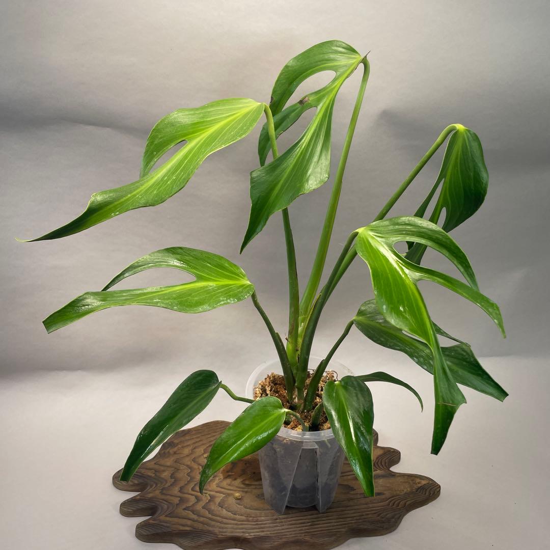 R*4様 a105モンステラ バールマルクスフレーム