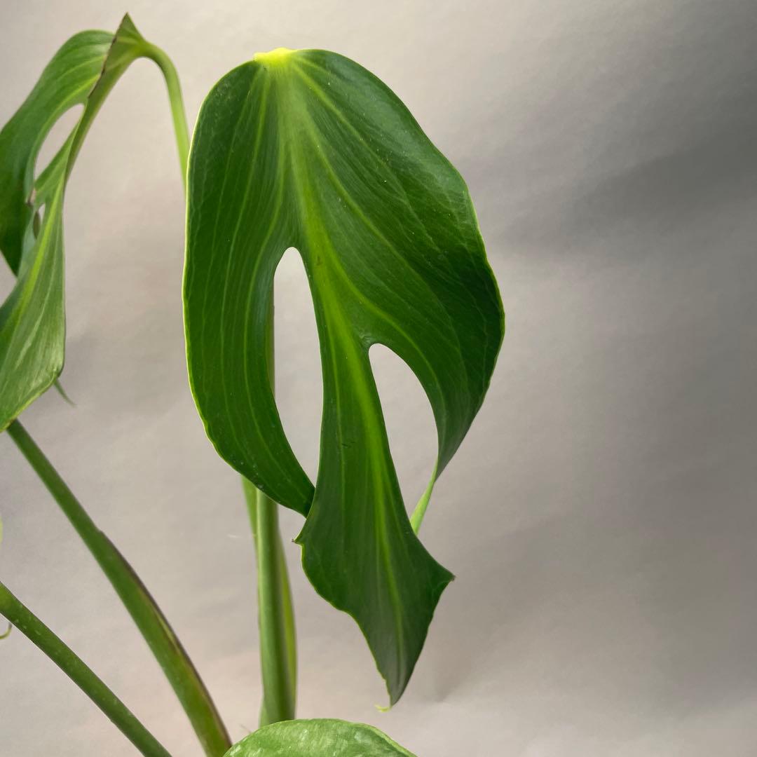 R*4様 a105モンステラ バールマルクスフレーム