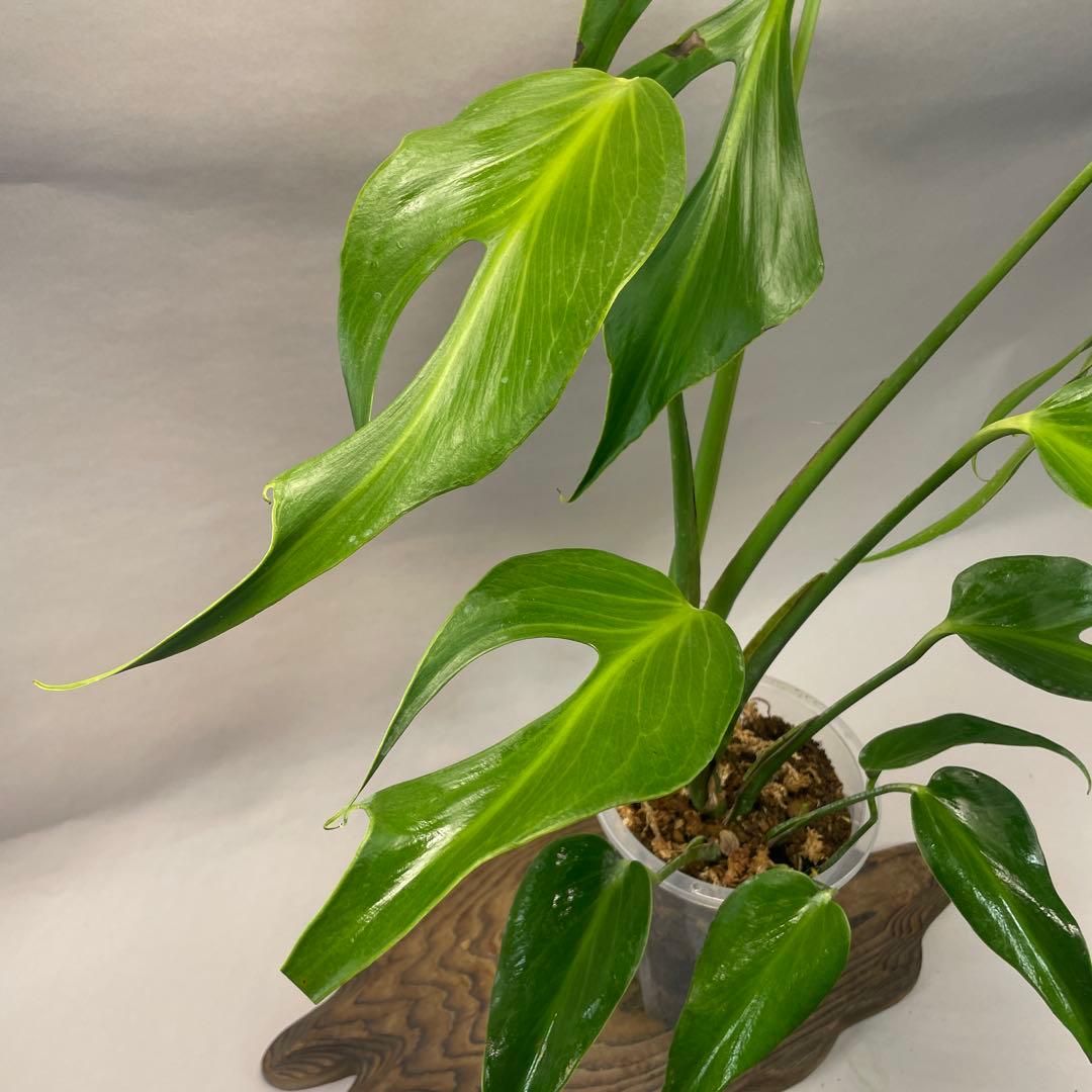 R*4様 a105モンステラ バールマルクスフレーム